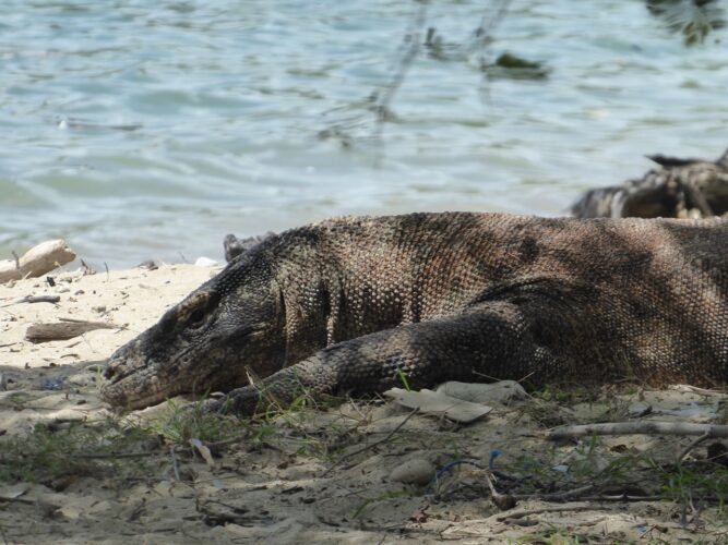 A Komodo Dragon slumbers by the water's edge