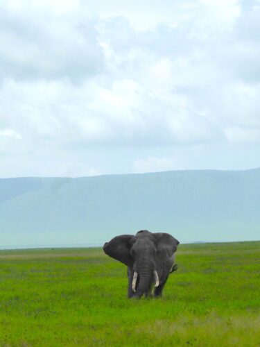 Choosing a safari elephant