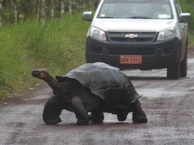 giant tortoise blocking a road in the Galapagos